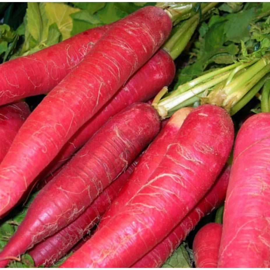 Radish Red Arrow Select Quantities 50 - 200 - 1,000 Seeds Pink Daikon Mild 40 days Microgreens