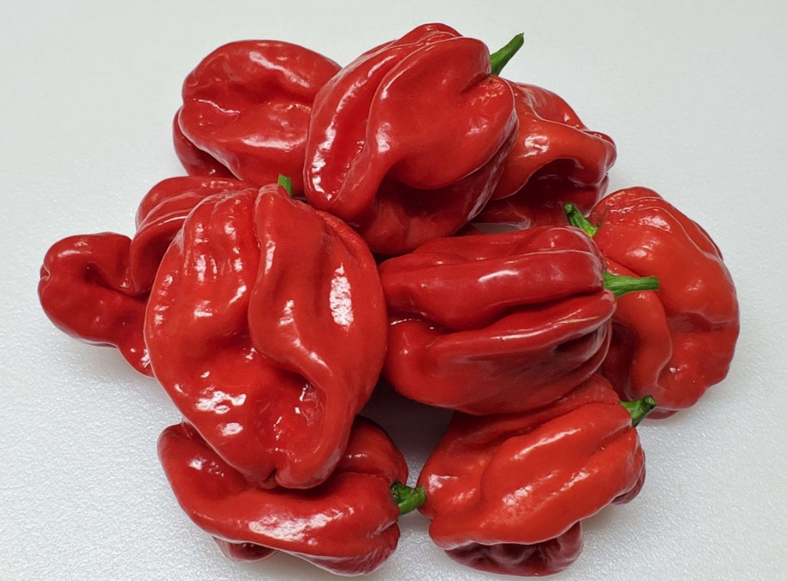 25 seeds Red Scotch Bonnet Jamaican red chili pepper smoky flavor Nuclear HOT