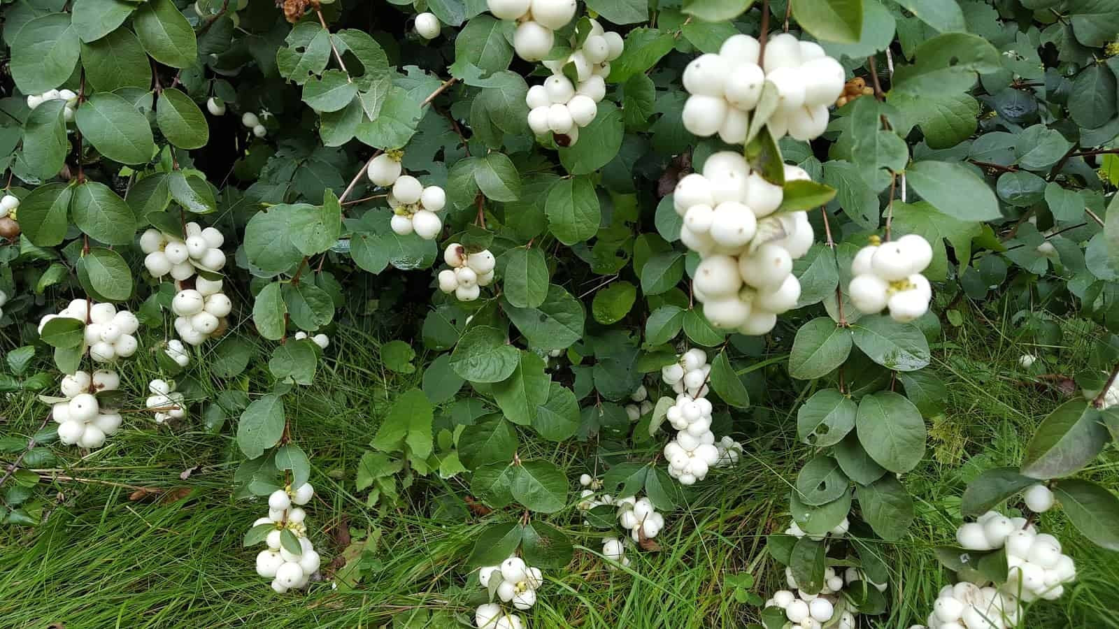 Common Snowberry 20 - 100 - 500 Seeds Wax Berry Ornamental Shrub Forage