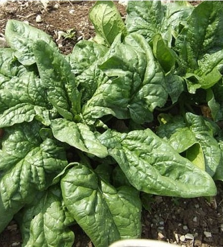 Monstrueux de Viroflay Spinach 100 - 500 -5000 Seeds Bulk Lot Low oxalic acid! Baby leaf 21 days