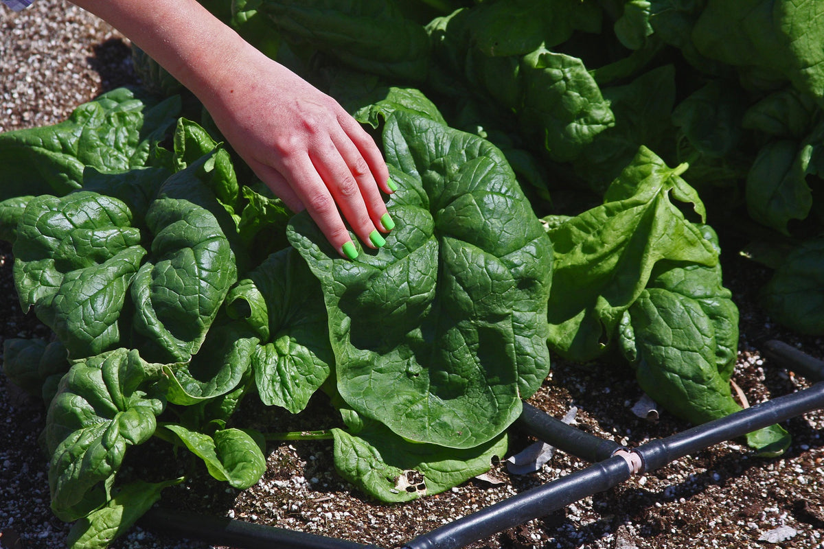 Monstrueux de Viroflay Spinach 100 - 500 -5000 Seeds Bulk Lot Low oxalic acid! Baby leaf 21 days