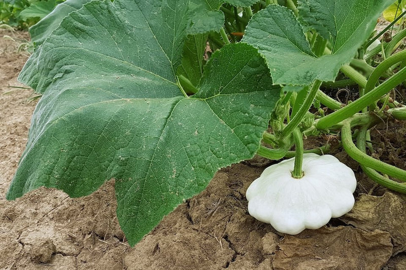 Early Scallop White Bush 20 Seeds Summer Squash Patty Pan Heirloom