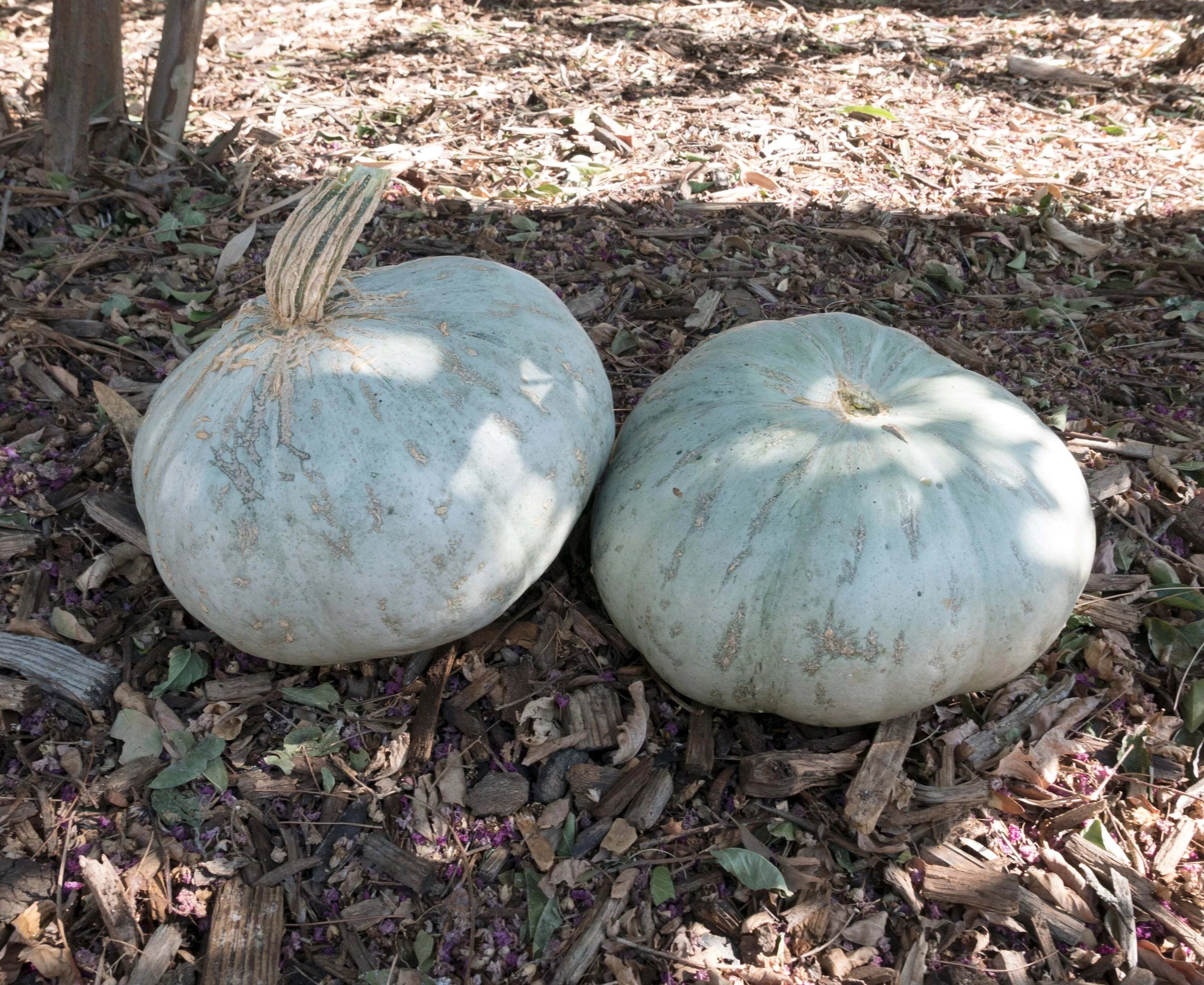 Sweet Meat Winter Squash 10 - 100 Seeds High Yielding Vigorous vines Pumpkin Pie!