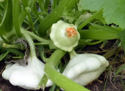 Early Scallop White Bush 20 Seeds Summer Squash Patty Pan Heirloom