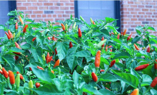 Tabasco Hot Pepper 20 - 200 - 1000 Seeds Make your own Sauce! Colorful plant!