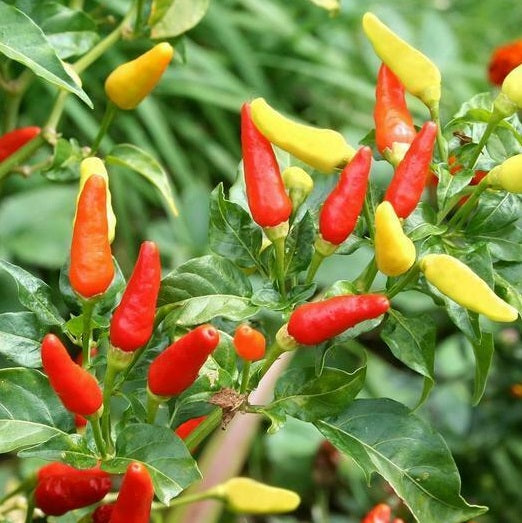 Tabasco Hot Pepper 20 - 200 - 1000 Seeds Make your own Sauce! Colorful plant!