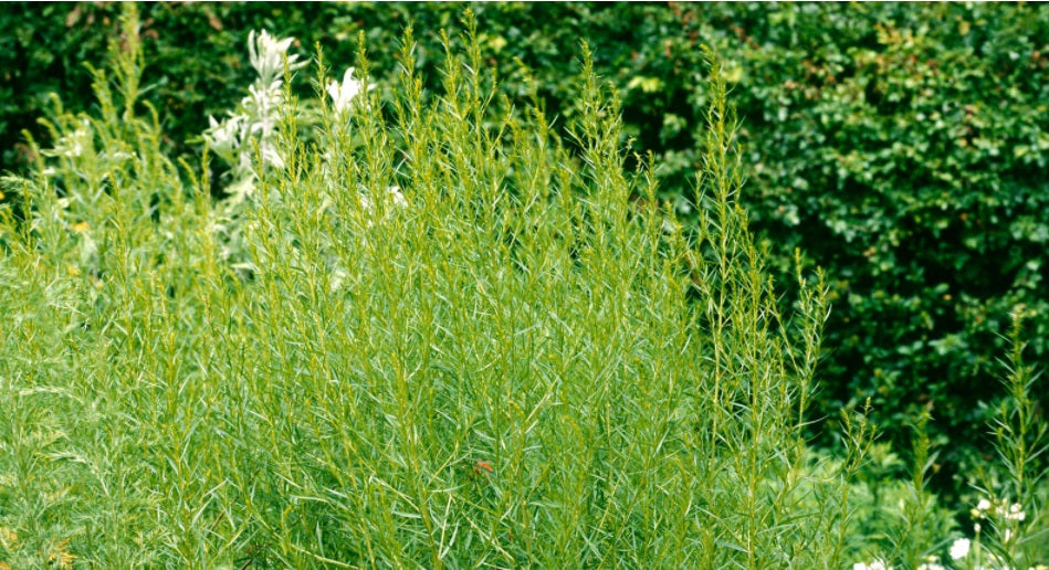 Russian Tarragon select quantity: 100 - 5000 Seeds Herb Dragon Wort Culinary Planting