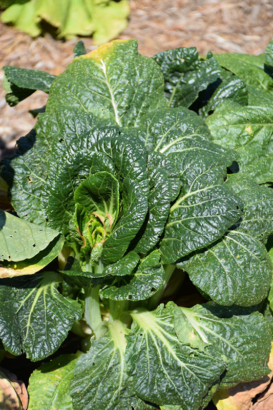 Tatsoi Black Night 200 - 4000 - 1 Oz Seeds Green Asian Mustard Microgreens High Vitamin Content!