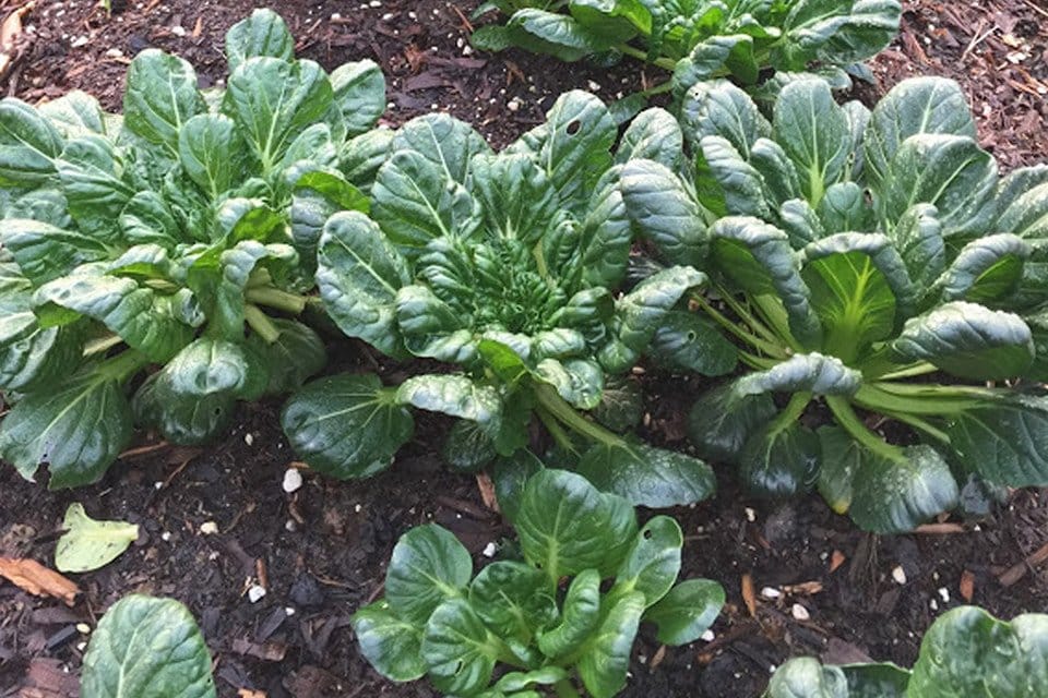 Tatsoi Black Knight 200 - 4000 - 1 Oz Seeds Green Asian Mustard Microgreens High Vitamin Content!