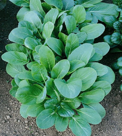 Tatsoi Black Night 200 - 4000 - 1 Oz Seeds Green Asian Mustard Microgreens High Vitamin Content!