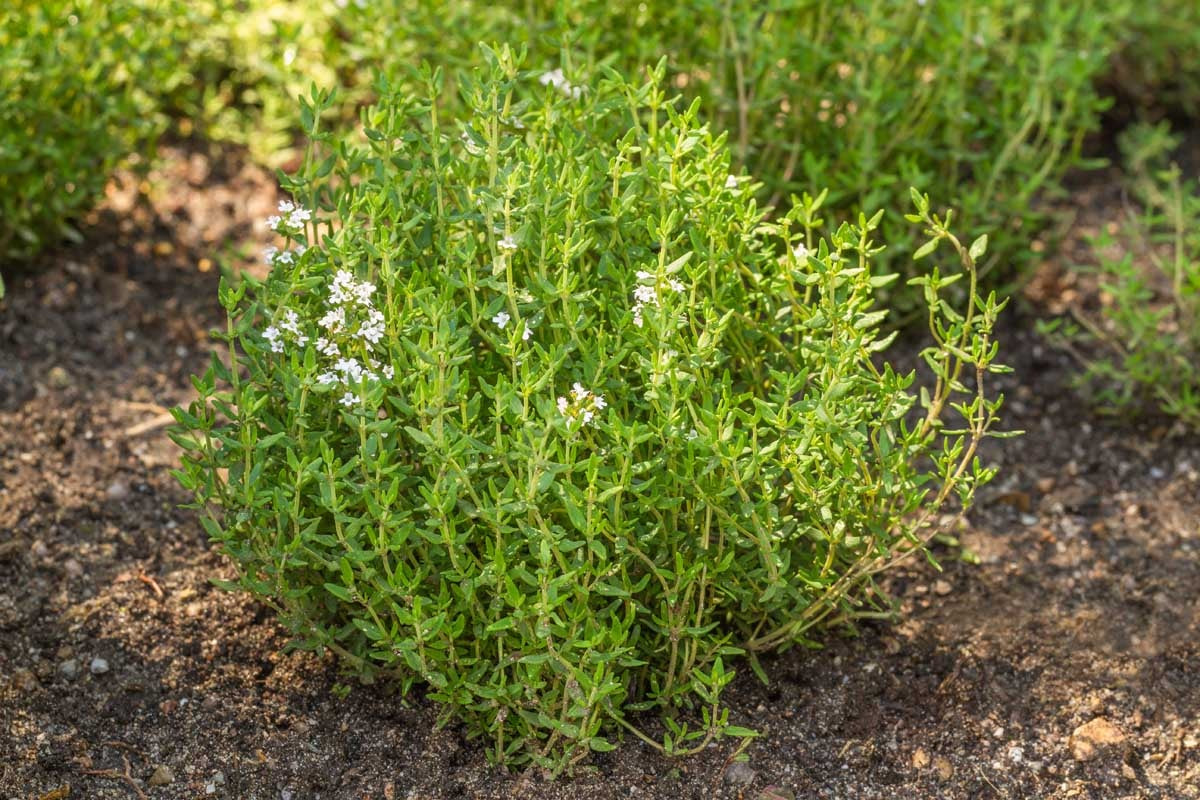 Thyme Common (English) 200 - 28K Seeds Culinary Herbs Hardy & tolerant thrives in poor soil!