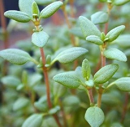 Thyme Common (English) 200 - 28K Seeds Culinary Herbs Hardy & tolerant thrives in poor soil!