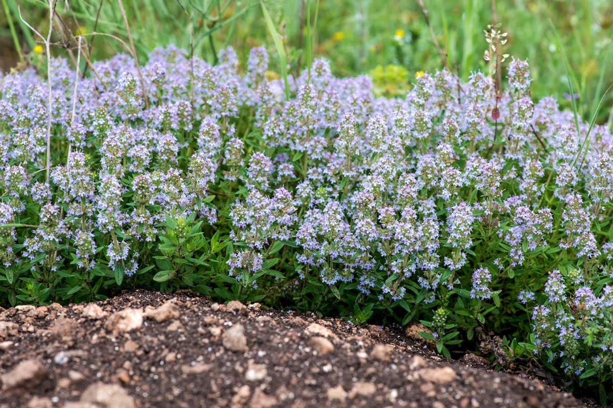 Thyme Common (English) 200 - 28K Seeds Culinary Herbs Hardy & tolerant thrives in poor soil!
