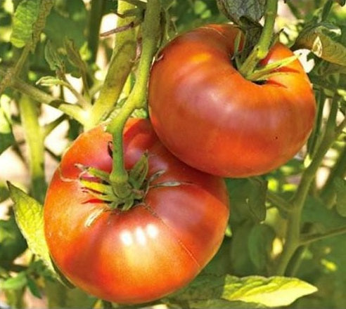 Tomato Seeds Variety list Rare Big Beefsteak Yellow Pink White Brandywine Cherry