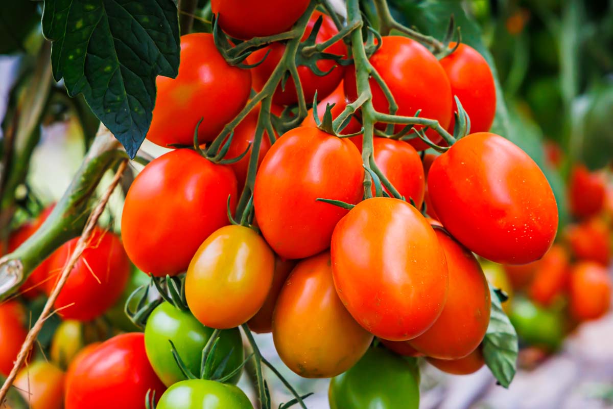Red Roma Tomato 50 - 500 - 4000 Seeds Paste Sauce High yielding Heirloom