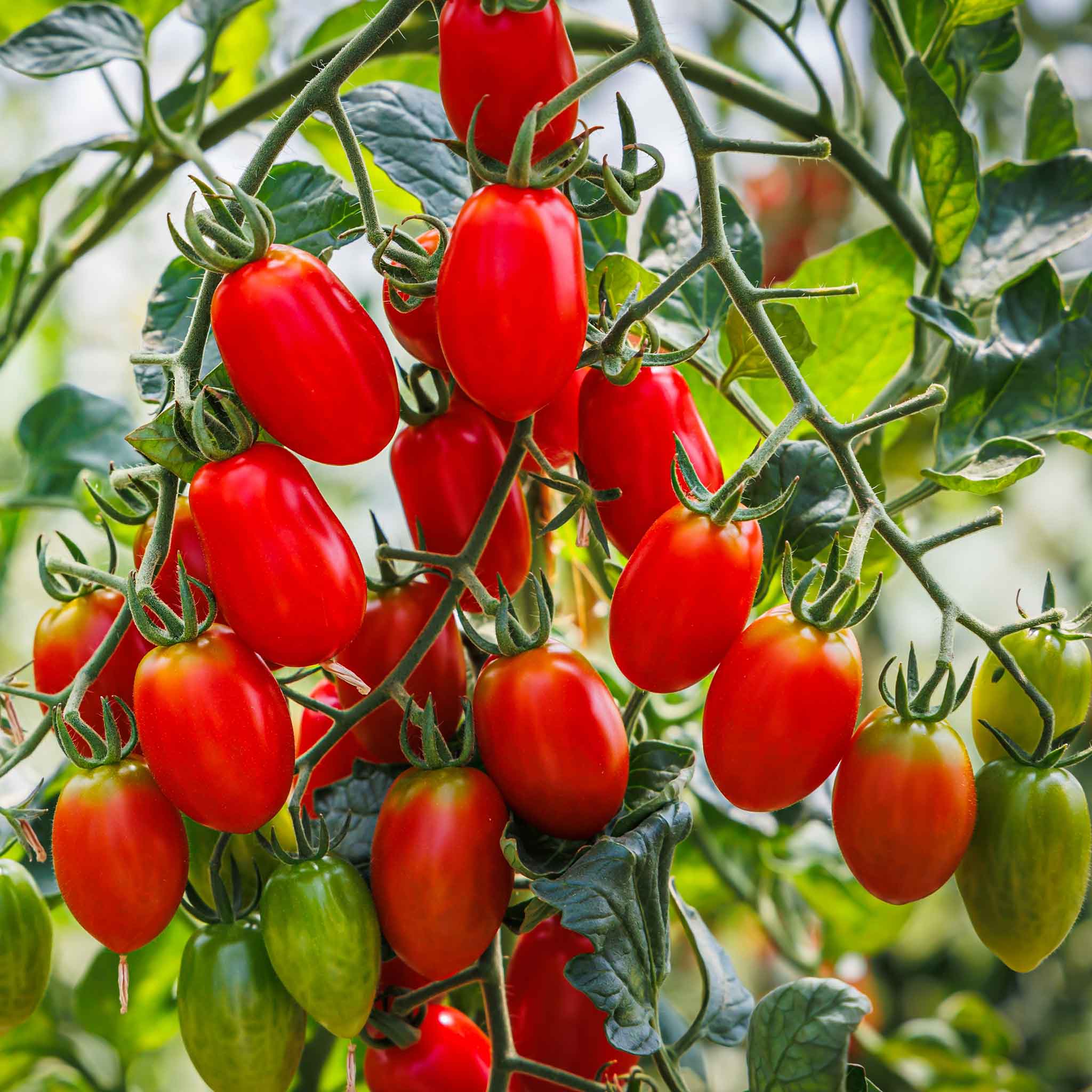 Red Roma Tomato 50 - 500 - 4000 Seeds Paste Sauce High yielding Heirloom