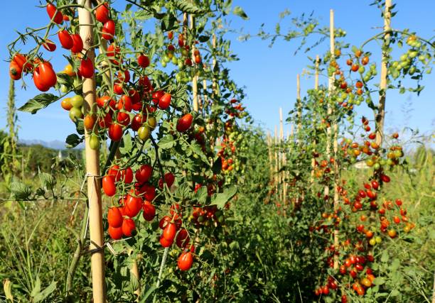 Red Roma Tomato 50 - 500 - 4000 Seeds Paste Sauce High yielding Heirloom