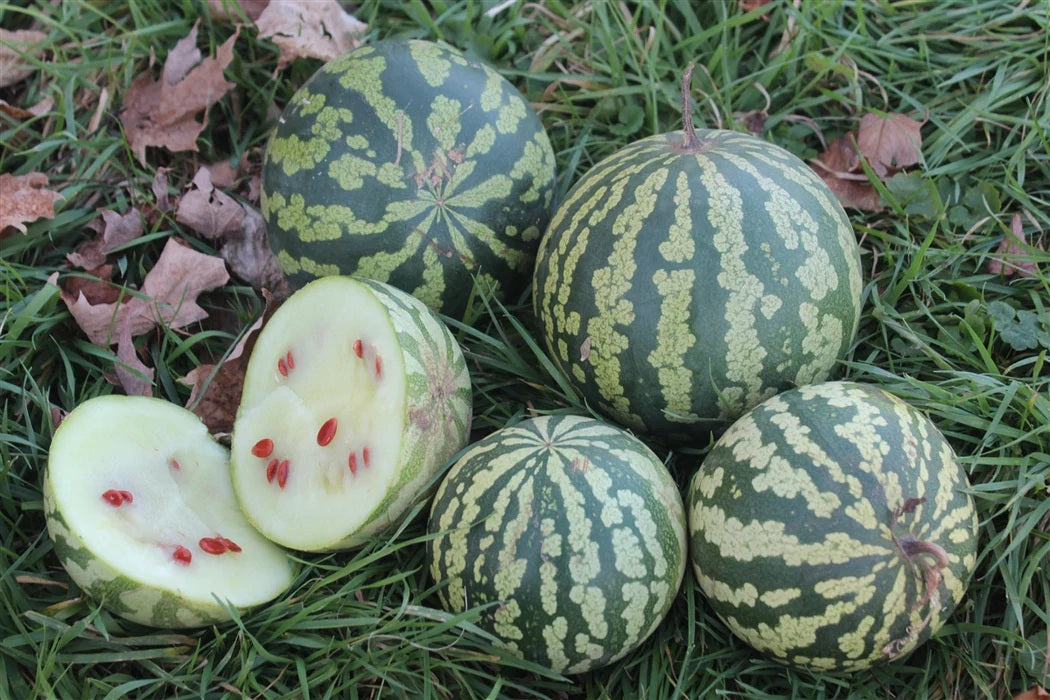 Citron Red Seeded Watermelon 10 - 50 - 200 Seeds White Flesh Rare Heirloom 8-12 Month Shelf Life Non-GMO!