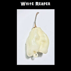 WHITE Carolina Reaper 5 Seeds SUPER RARE!!! Hot chili pepper world record