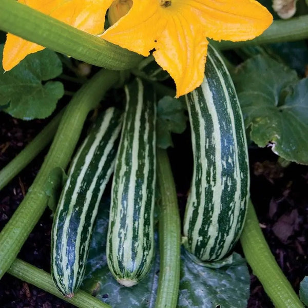 Cocozelle Summer Squash 20 Seeds Zucchini Fast Growing plant 45 day harvest!