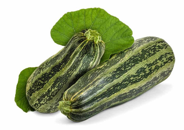 Cocozelle Summer Squash 20 Seeds Zucchini Fast Growing plant 45 day harvest!