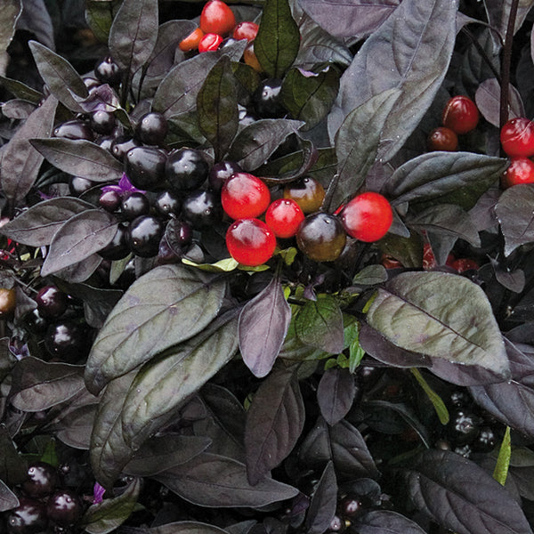 15 Seeds Black Pearl Heirloom Hot Pepper Ornamental & Edible Rare Black Leaves!!
