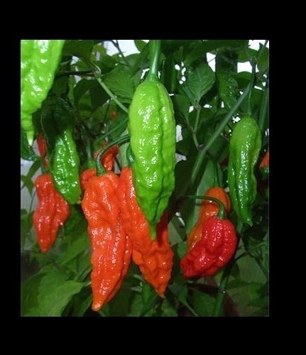 1 Kilogram Red smoked Ghost pepper Bhut Jolokia Powder chili Powder hot spice