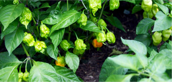 10 Carolina Reaper Seeds HP22B Hottest pepper on Earth! World Record Extreme HOT