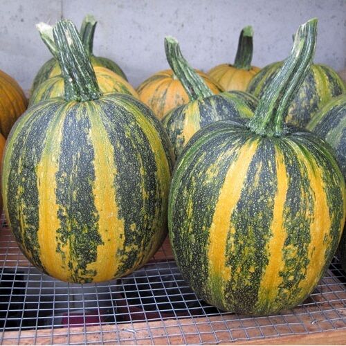10 Organic seeds Lady Godiva Extremely RARE Hull-less Pumpkin Beautiful