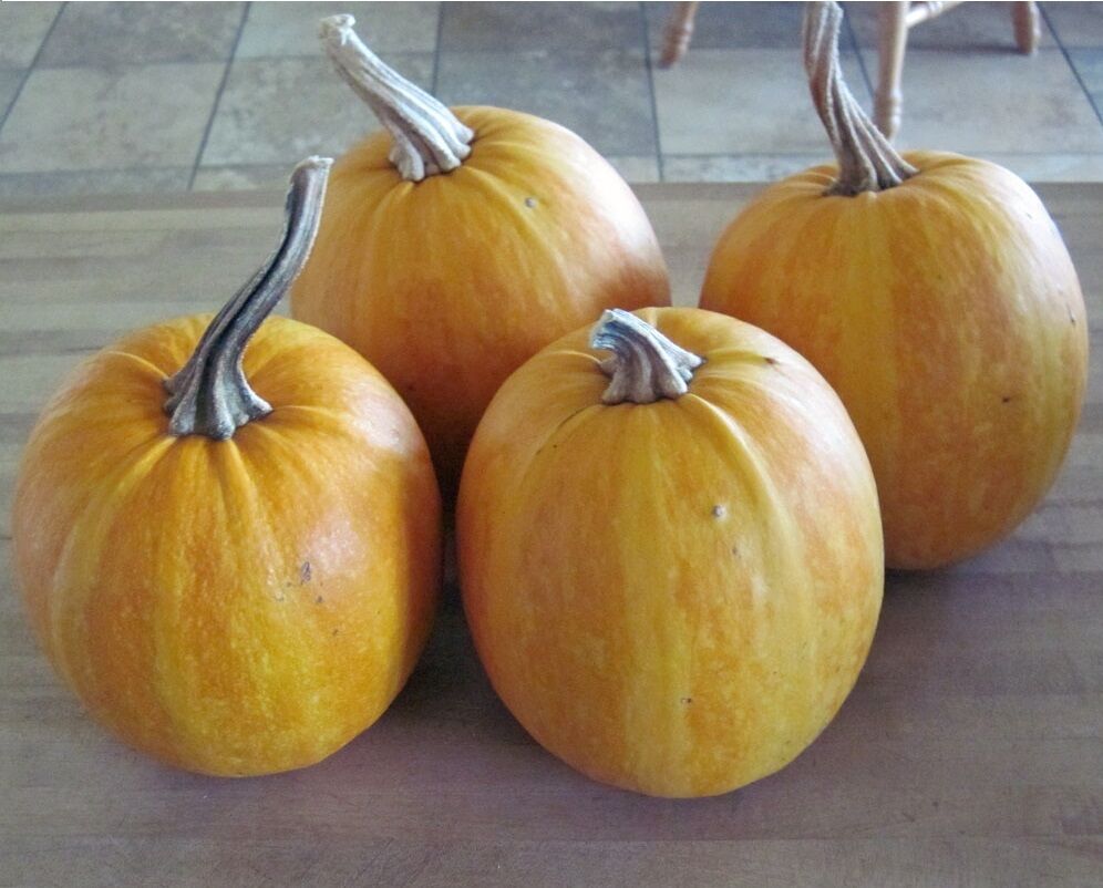 10 Organic seeds Lady Godiva Extremely RARE Hull-less Pumpkin Beautiful
