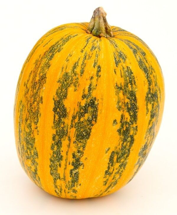 10 Organic seeds Lady Godiva Extremely RARE Hull-less Pumpkin Beautiful