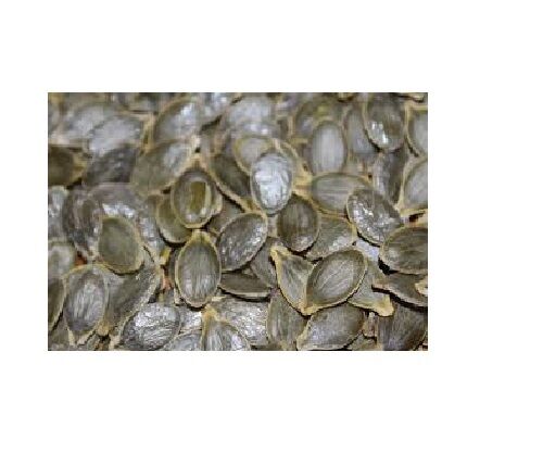 10 Organic seeds Lady Godiva Extremely RARE Hull-less Pumpkin Beautiful