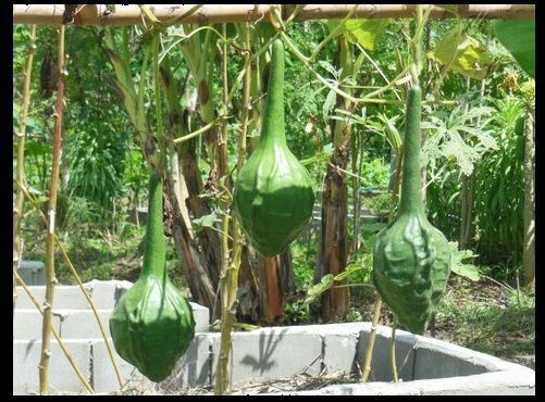 10 Seeds Caveman's Club Gourd Fresh heirloom beautiful unique Arts & Crafts Big