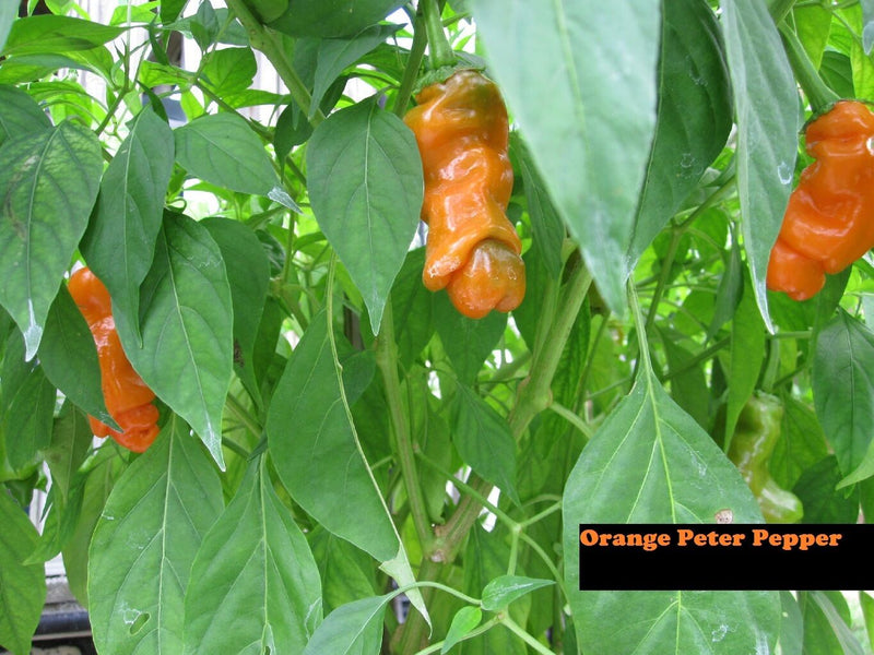 10 Seeds Peter Pepper ORANGE Heirloom Hot XXX chili Hilarious Rare unique Gift!