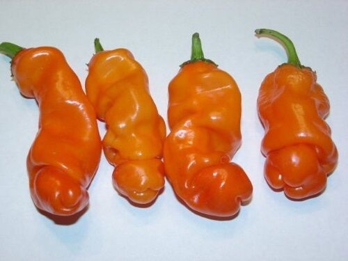 10 Seeds Peter Pepper ORANGE Heirloom Hot XXX chili Hilarious Rare unique Gift!