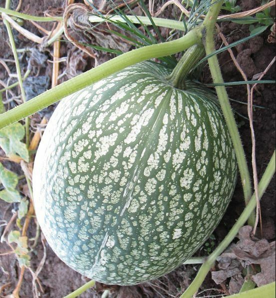 10 Seeds Shark Fin Melon Chilacayote Fig Leaved Malabar Gourd Heirloom Very Rare