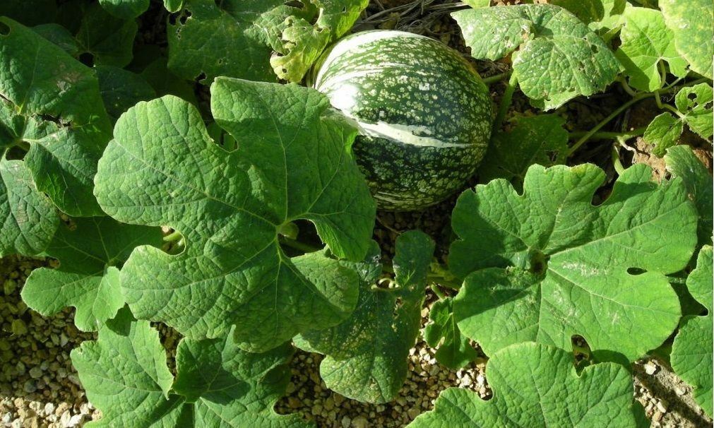 10 Seeds Shark Fin Melon Chilacayote Fig Leaved Malabar Gourd Heirloom Very Rare