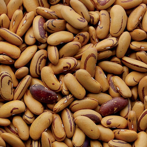 10 Seeds TIGER'S EYE Beans Bush Shell or Dry Beautiful Golden color Heirloom