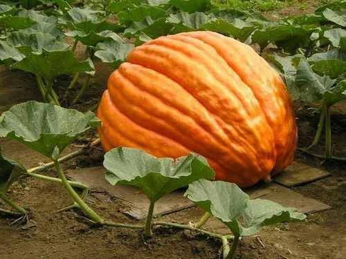10 seeds Big Max Giant Pumpkin Heirloom Huge prizewinners weigh 100+ pounds!