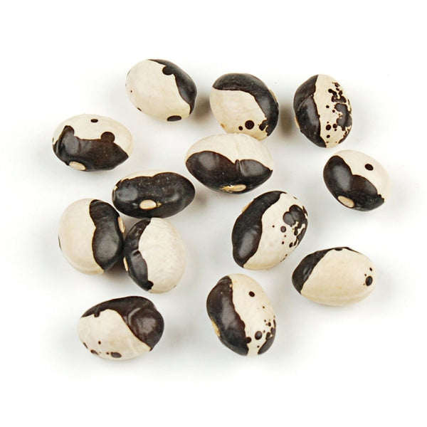 10 seeds Calypso Bush Bean Certified aka Orka beans Yin Yang Caribbean Beautiful