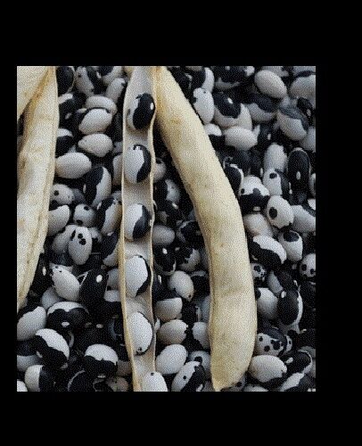 10 seeds Calypso Bush Bean Certified aka Orka beans Yin Yang Caribbean Beautiful