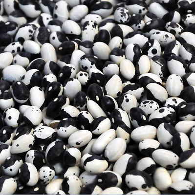 10 seeds Calypso Bush Bean Certified aka Orka beans Yin Yang Caribbean Beautiful