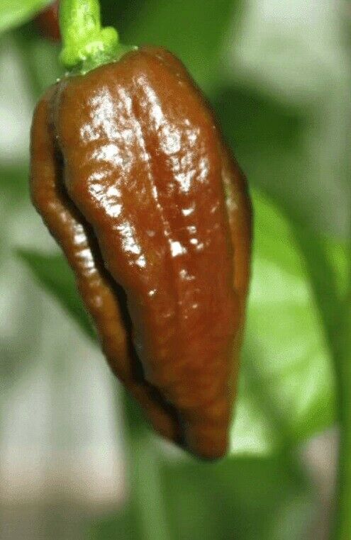 10 seeds Chocolate Habalokia Hot Pepper Ghost Pepper x Habanero 800,000 SHU RARE