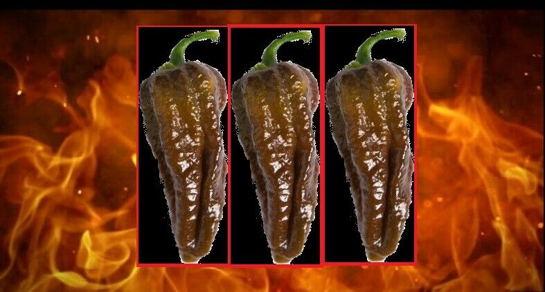 10 seeds Chocolate Habalokia Hot Pepper Ghost Pepper x Habanero 800,000 SHU RARE