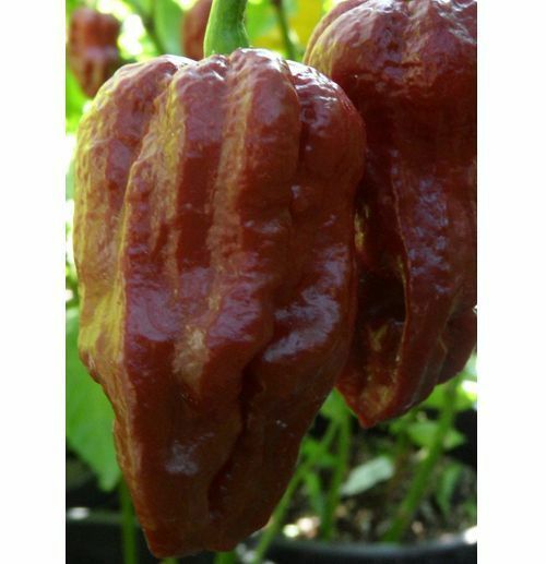 10 seeds Chocolate/Brown Trinidad 7 pot/pod DOUGLAH EXTREME Hottest pepper! RARE