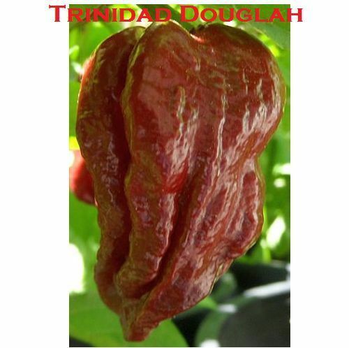 10 seeds Chocolate/Brown Trinidad 7 pot/pod DOUGLAH EXTREME Hottest pepper! RARE