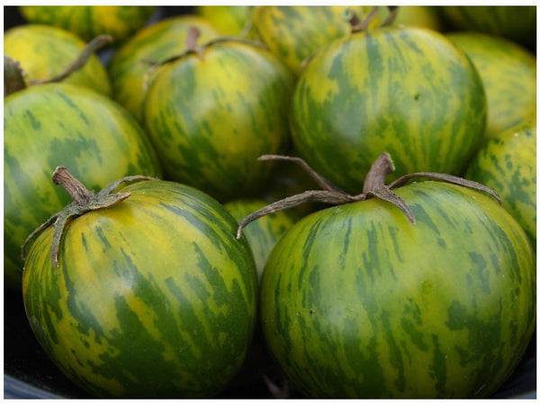 10 seeds GREEN ZEBRA Tomato Heirloom Delicious Unique color Fresh Beautiful