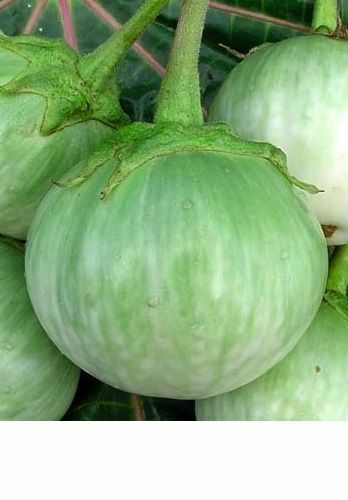 15 seeds Green Tiger Stripe Eggplant Lao Thai small Aubergine Brinjal