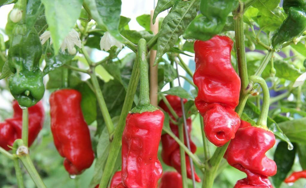 10 seeds red Peter Pepper Heirloom Very Hot XXX rare hilarious & unique gift!