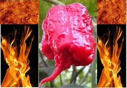 100 Carolina Reaper Seeds HP22B Hottest pepper on Earth! World Record Wholesale